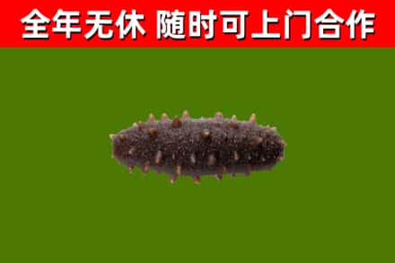 西区回收海参干